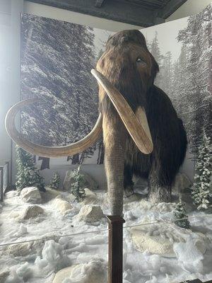 McCoy Station Woolly Mammoth