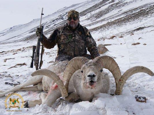 Marco Polo Argali (Tajikistan)