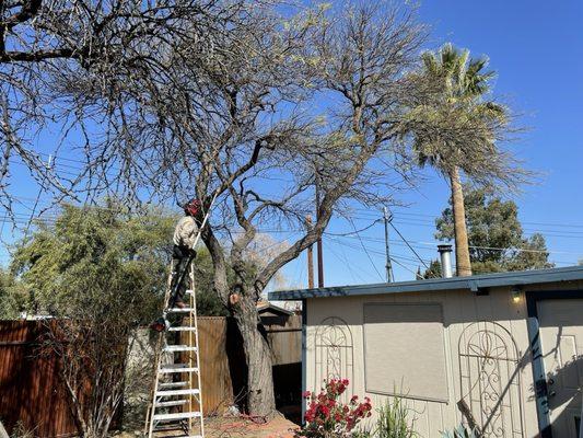 Dead wood removal in our old mesquite