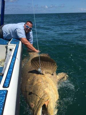 Massive Goliath Grouper!! Book your charter now