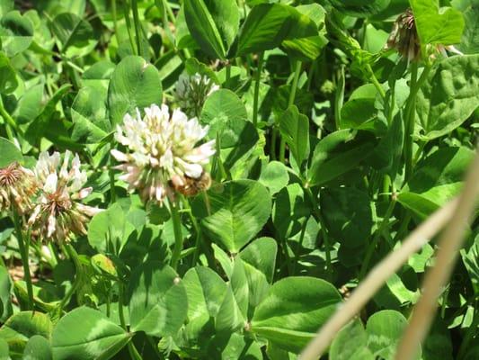 Bees go bananas for New Zealand white clover!