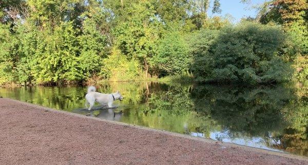 my dog swimming in the pond on a beautiful, sunny day