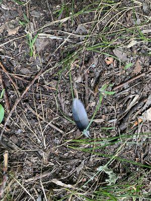 Feather on trail