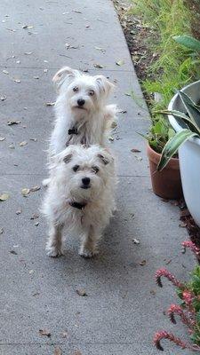 These two love Surf City Pet Hospital!