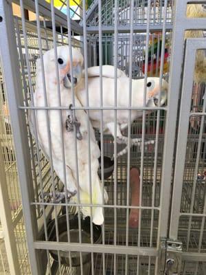 This are the cockatoos my husband and I were interest on.