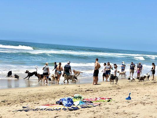 Amazing wide open dog beach