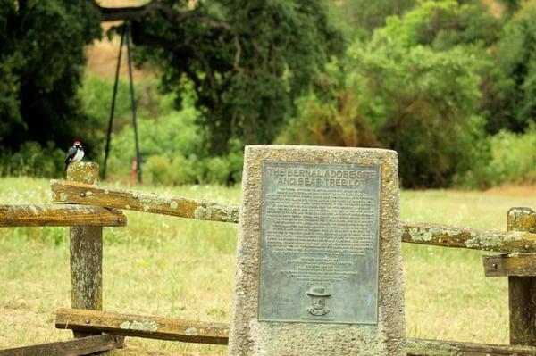 Plaque, with bear tree in the background, and that Woodpecker keeping an eye on me... 0_o