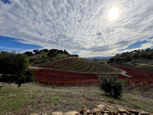 Santa Ynez Valley bike ride