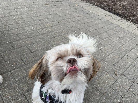 Puppy on the sidewalk