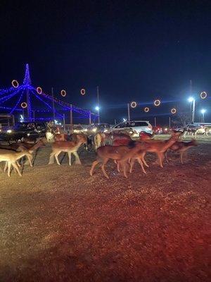 Enchanted deer drive through $10 they had a bunch of other animals here though!