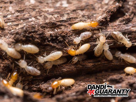 Dandi Guaranty Pest Solutions And Termite Protection