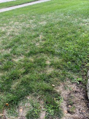 Weed and crabgrass killing lawn