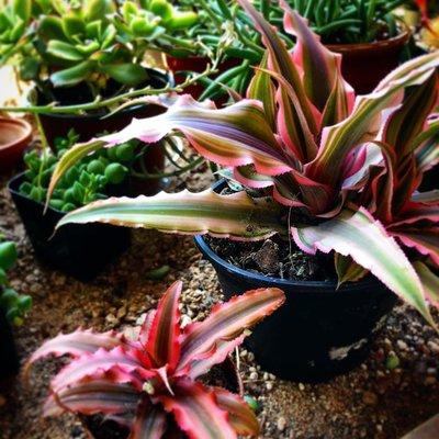 Cryptanthus bivittatus