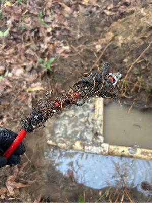 Roots can be very intrusive to plumbing systems