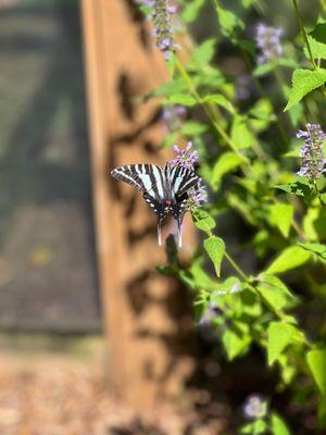 Botanical Garden of the Ozarks