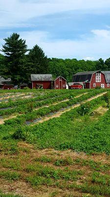 Strawberries for days!