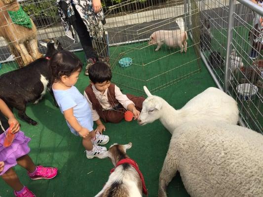 Country Fair 2015, petting zoo