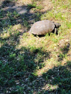 Giant tortoise by small dog area of dog park. Comes across the road to eat grass almost daily