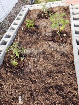 Tomatillo, purple bell peppers, early girl tomatoes, cherry tomatoes, and a cucumber.