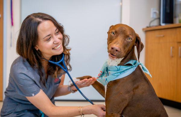 Sploot Veterinary Care - Golden Triangle