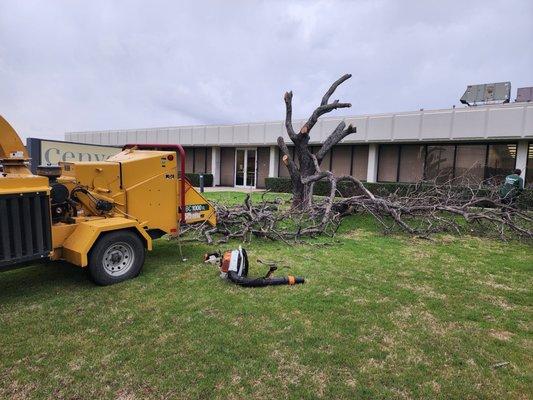 Tree removal