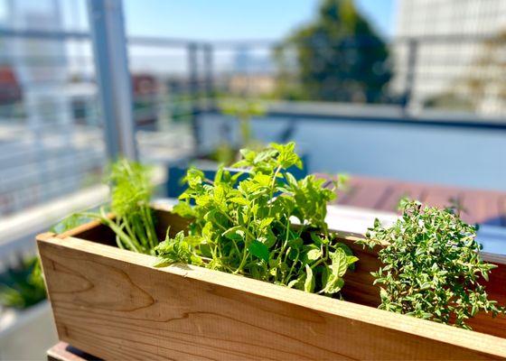 Starting my herbs (fennel, spearmint, and thyme) at roof garden