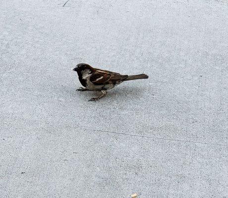 Some lady was feeding this bird.