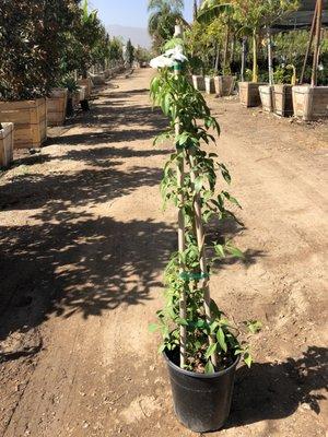 5gal White Bower Vine