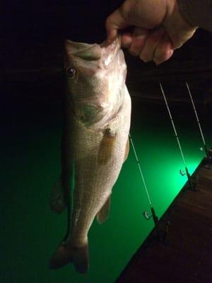 3.2 lb large mouth bass caught with my Hammonds bait (medium minnows) and using hydro-glow lights.