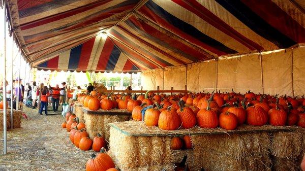 Pumpkin Tent