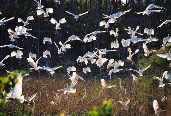 White Ibis in the prarie