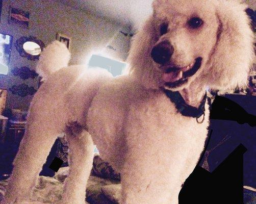 Dr Amanda Lovell's Patient. My standard Poodle, Cotton.