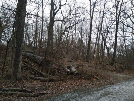 Paths into the woods