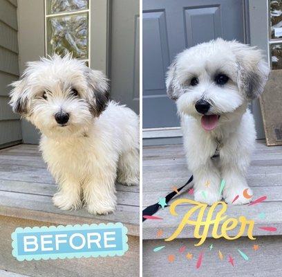 Dog before and after being groomed