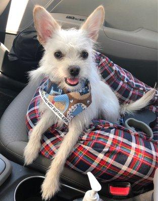 Happy boy w/ bandana - nail trim, full bath, teeth brushing