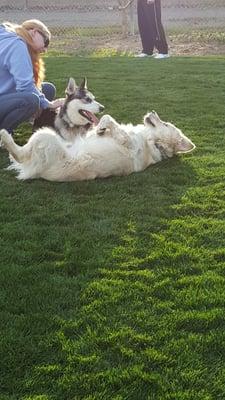 Duey wrestling with one of the regular attendees at Reed St. dog park.