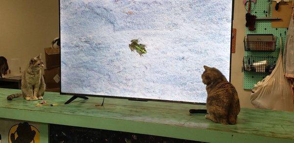 Kitties love to catch the frog!