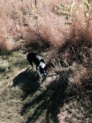 Great day to take ur dog to the dog park !!