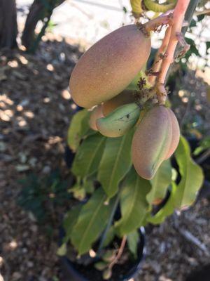 Our First Mangos!!!