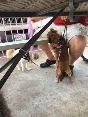 The fur babies enjoyed Vernon's Burgers too!!