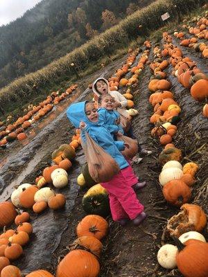 Get to pick your own pumpkins