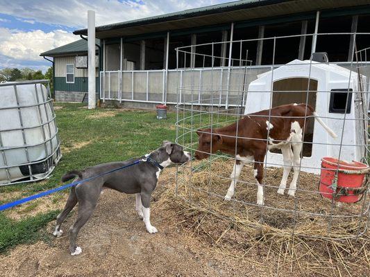 Our dog meeting a calf