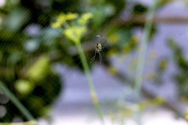 Beautiful Orchard Spider - so small!