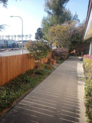 New Redwood fence