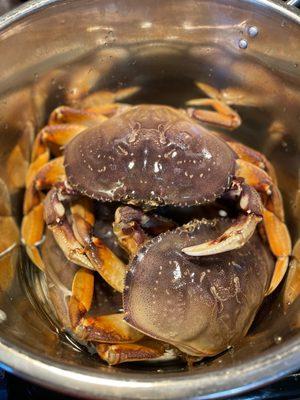 Live Dungeness crab