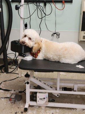 We love when the dogs are so relaxed that they want to be on the table even after the groom.