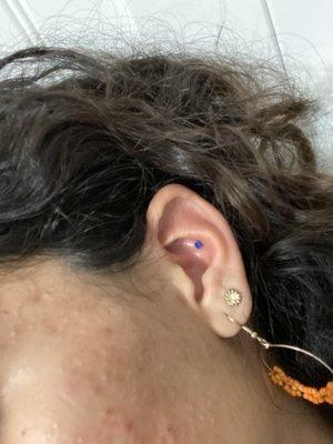 Conch Piercing in Blue