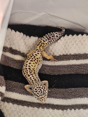 Sonja the Leopard Gecko