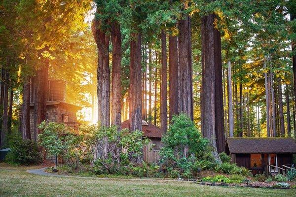 Redwood trees surrounded the venue from every angle. 3 of the 8+ cabins pictured here.