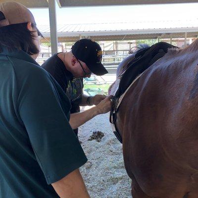 Horse Therapy- grooming and tacking